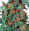 Dutch Passion Seeds Orange Bud (Обычные)