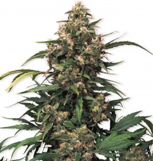 Семена Dutch Passion Seeds Strawberry Cough (Феминизированные)