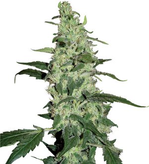 Семена Dutch Passion Seeds Skywalker (Феминизированные)