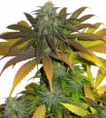 Dutch Passion Seeds Californian Orange (Феминизированные)