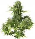 Dutch Passion Seeds StarRyder (Автоцветущие феминизированные)