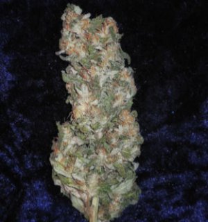 Семена Mandala Seeds Rishi Kush