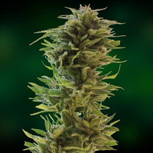 Семена Barney's Farm Seeds Amnesia Lemon (Феминизированные)