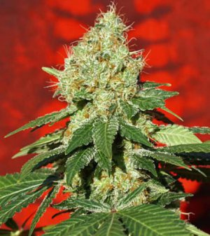 Семена Mandala Seeds Ganesh (Обычные)