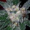 Violator Kush (Феминизированные)