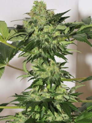 Семена Mandala Seeds Beyond the Brain (Обычные)