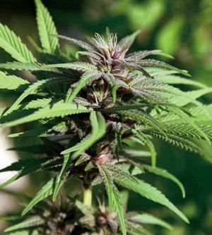 Семена Barney's Farm Seeds Crimea Blue (Феминизированные)