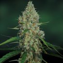 Barney's Farm Seeds G13 Haze (Феминизированные)