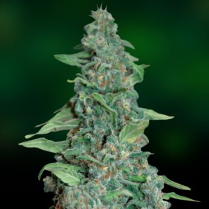 Семена Barney's Farm Seeds Honey B (Феминизированные)