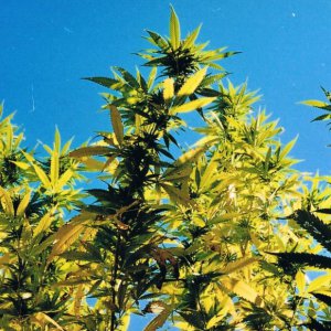 Семена KC Brains SWISS-xT <sup>®</sup> (Обычные)