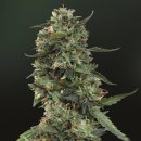 Barney's Farm Seeds LSD (Обычные)