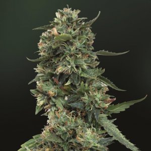 Семена Barney's Farm Seeds LSD (Обычные)