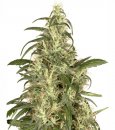 Dutch Passion Seeds Skunk #11 (Феминизированные)