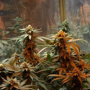 Семена Nirvana Seeds Master Kush