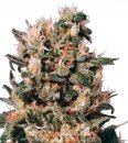 Dutch Passion Seeds Euforia (Обычные)