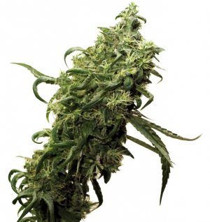 Семена Dutch Passion Seeds Dark Delight (Феминизированные)