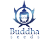 Buddha Seeds