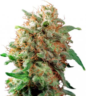 Семена Dutch Passion Seeds Mazar (Обычные)