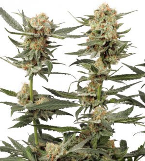 Семена Dutch Passion Seeds Ortega Indica (Феминизированные)