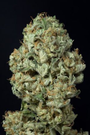 Семена Dinafem Seeds Dinamex