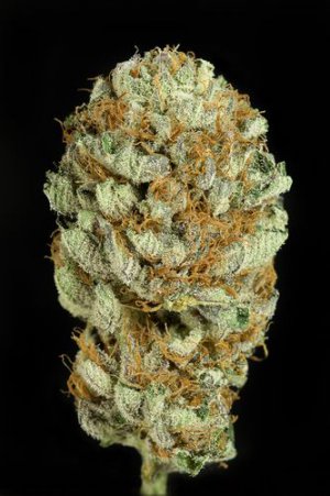 Семена Dinafem Seeds Blue Kush