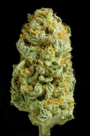 Семена Dinafem Seeds Critical Cheese (Феминизированные)
