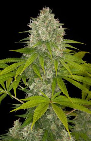 Семена Dinafem Seeds Power Kush (Феминизированные)