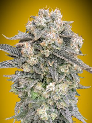 Семена 00 Seeds Auto Mimosa (Автоцветущие феминизированные)