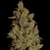 CBD Critical Cure (Феминизированные)