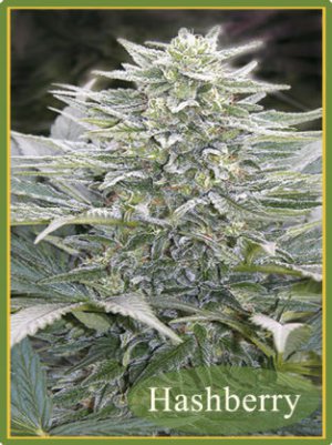 Семена Mandala Seeds Hashberry (Обычные)