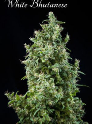 Семена Mandala Seeds White Bhutanese (Феминизированные)