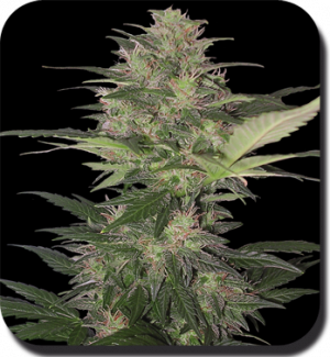 Семена Buddha Seeds Red Dwarf