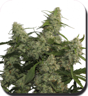 Семена Buddha Seeds Quasar (Феминизированные)