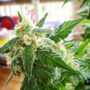 Nirvana Seeds Auto AK-48 (Автоцветущие феминизированные)