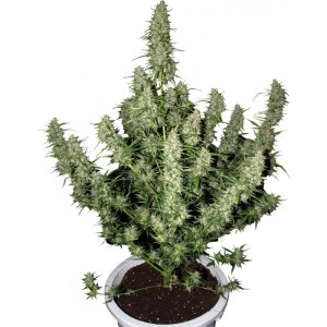 Семена Buddha Seeds Magnum (Автоцветущие феминизированные)