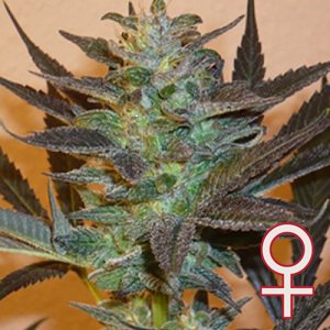 Семена KC Brains K.C. 48 <sup>®</sup> (Автоцветущие феминизированные)