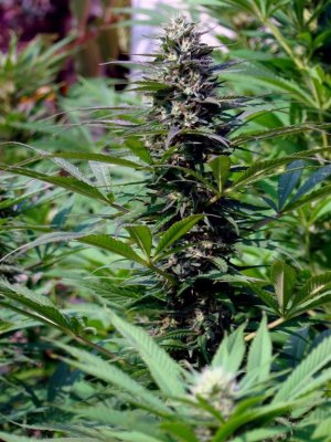 Семена KC Brains T.N.R. <sup>®</sup>