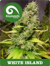 Kiwi Seeds White Island (Феминизированные)