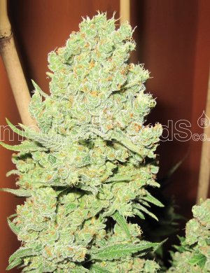 Семена Medical Seeds Channel +