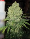 Medical Seeds Prozack (Феминизированные)
