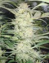 Medical Seeds White Widow (Феминизированные)
