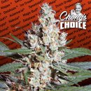 Paradise Seeds L.A. Amnesia (Феминизированные)