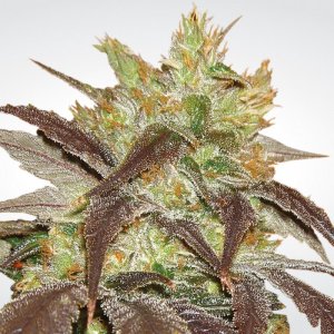 Семена Paradise Seeds Spoetnik #1 (Феминизированные)