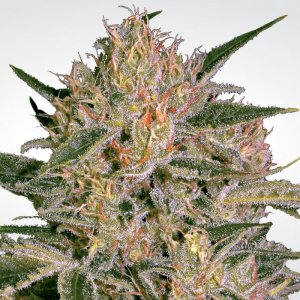Семена Paradise Seeds Nebula ll CBD (Феминизированные)