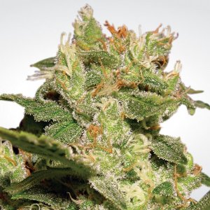 Семена Paradise Seeds Auto Jack