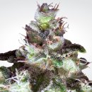Paradise Seeds Original White Widow (IBL) (Феминизированные)