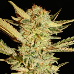 Семена Serious Seeds Bubble Gum (Обычные)