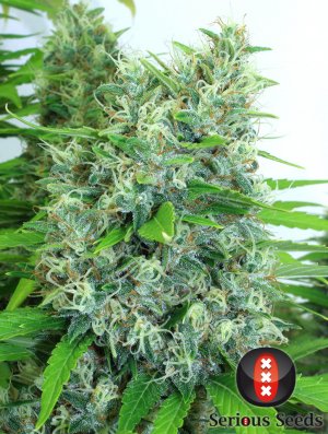 Семена Serious Seeds Kali Mist (Феминизированные)