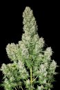 Serious Seeds White Russian (Обычные)