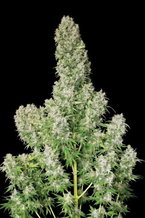 Семена Serious Seeds White Russian (Обычные)